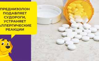 Запор у собаки после пироплазмоза у собак