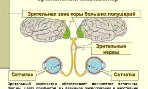 Анатомия глаза, как органа зрения, и его функции