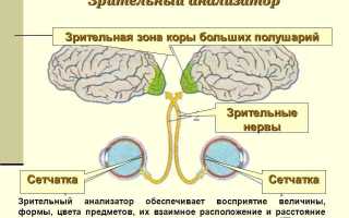 Анатомия глаза, как органа зрения, и его функции