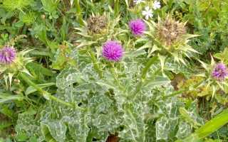 Травы для чистки печени: рецепты применения в домашних условиях, видео