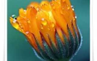 Настойки и отвары от прыщей и угрей, натуральные средства