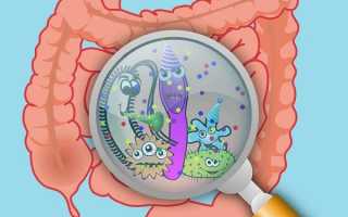 Бифидобактерии при кандидозе кишечника