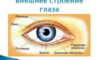Дефект зрения – люди с нарушениями: виды и классификация заболеваний