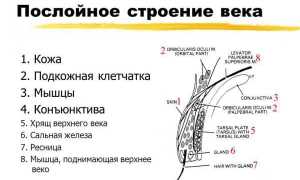 Излечима ли грыжа нижнего века: мнение специалистов