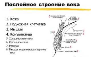 Излечима ли грыжа нижнего века: мнение специалистов