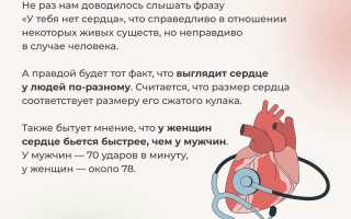 Удивительная кровеносная система: интересные факты