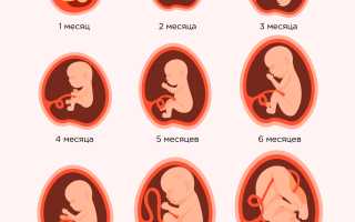 1 месяц беременности: что нужно знать