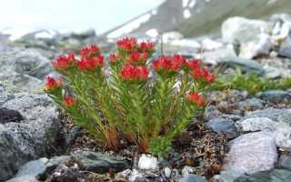 Красная щетка: лечебные свойства для женщин и мужчин, рецепты, видео