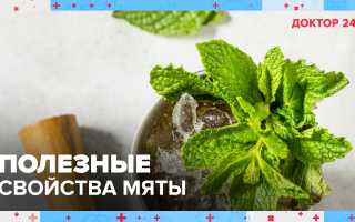 8 полезных для здоровья свойств мяты и их применение, видео и рецепты