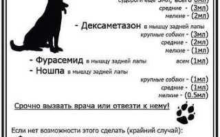 Можно ли давать собакам ромашку при отравлении