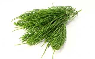 Полевой хвощ в народной медицине: растворяет и выгоняет всё, рецепты и видео