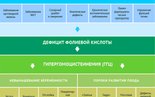 Анализ на гомоцистеин во время беременности: важные аспекты и рекомендации