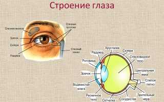 Эритромициновая глазная мазь – инструкция по применению, показания и рекомендации