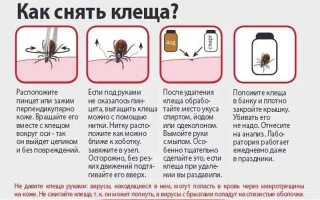 Как вытащить клеща у человека? Способы защиты, симптомы энцефалита + видео