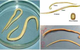 Из за чего появляются аскариды у собак