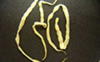 Что делать при интоксикации кота глистами