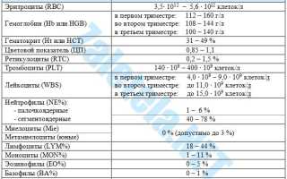 Общий анализ крови при беременности — какая норма допустима для здоровья