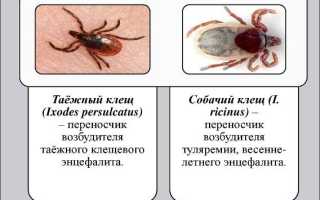 Клещи и болезни, которые они вызывают: описание симптомов и болезней
