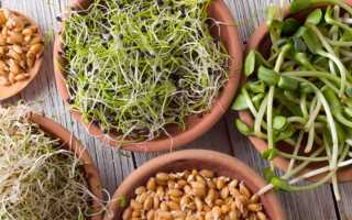 Проростки разных видов – состав, польза и пищевая ценность