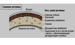 Кератит глаза – воспаление роговицы и его симптомы