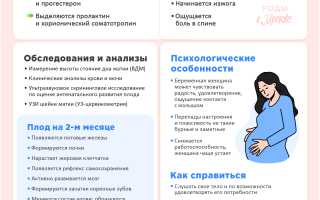 5 месяц беременности — ощущения, развитие малыша, анализы и советы