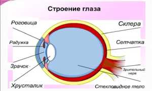 Линзы: со скольки лет можно носить детям для зрения, цветные и безопасные