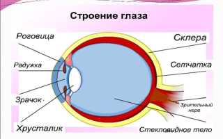 Линзы: со скольки лет можно носить детям для зрения, цветные и безопасные