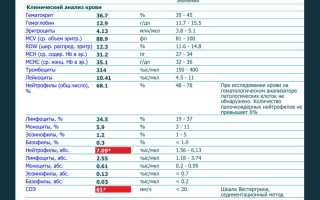 Нейтрофилы при беременности — о чем говорят отклонения от нормы и их значение