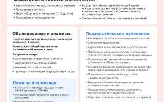 4 месяц беременности — ощущения, анализы и советы