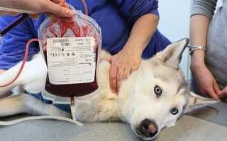 Отравится ли собака от поганки