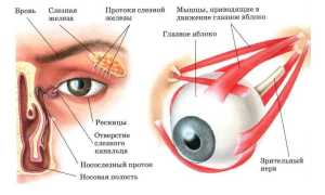 Энуклеация глаза – почему и каким образом осуществляется в медицине