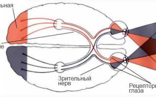 Гемианопсия – что это и виды: правосторонняя и левосторонняя, гомонимная и гетеронимная, особенности и лечение