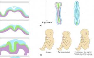 Фолиевая кислота во время беременности: важные аспекты и рекомендации