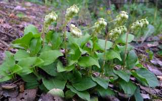 Боровая матка: лечебные свойства для женщин, мужчин, применение от бесплодия