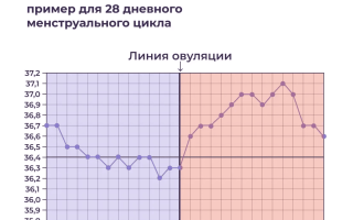 Базальная температура при беременности