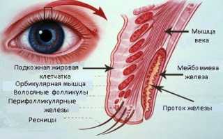 Мейбомит: причины и лечение глазных заболеваний