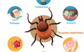 Боррелиоз при беременности — что за болезнь, чем опасна, симптомы, как избежать заражения и последствия