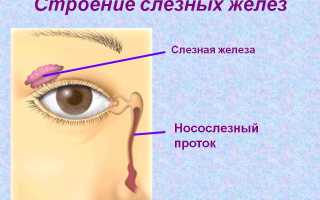 Белый глаз – вытек: в уголках появляются слизь и желтые выделения, причины и лечение