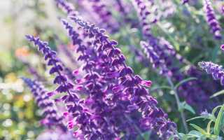 Применение шалфея для зачатия: описание действия травы, способы применения