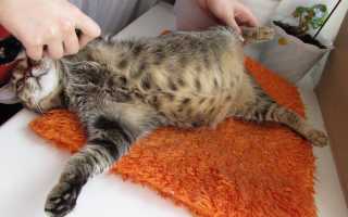 Как определить есть или нет глисты у кошки в домашних условиях