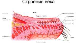Лечение внутреннего ячменя на нижнем веке внутри глаза: советы и рекомендации