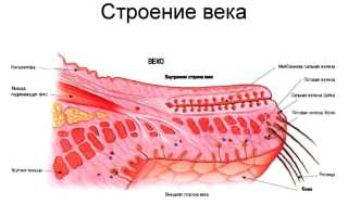Лечение внутреннего ячменя на нижнем веке внутри глаза: советы и рекомендации