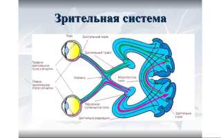 Монокулярное зрение: как выявить и диагностировать?