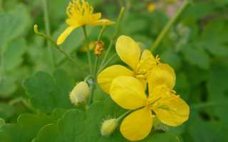 Рожистое воспаление: симптомы и лечение народными средствами, видео, рецепты