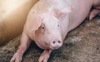 Можно ли давать супоросным свиньям таблетки от глистов