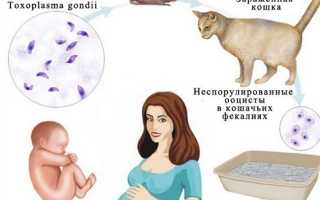 Токсоплазмоз при беременности: важные аспекты и рекомендации