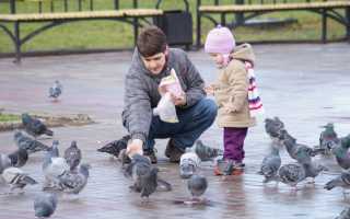 Каких паразитов переносят голуби