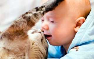 Анализ крови на токсокароз токсоплазмоз