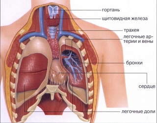 Схема дыхательных путей