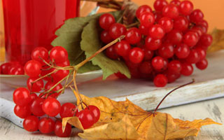 Калиновый сироп применяется при бронхите Ягоды калины